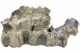 Fossil Iguanodont Dinosaur (Mantellisaurus?) Sacrum - England #238080-1